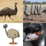 3-buchstaben-lösung-emu