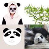 5 Buchstaben Lösung Panda