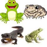 8 Buchstaben Lösung Amphibie