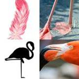 8 Buchstaben Lösung Flamingo